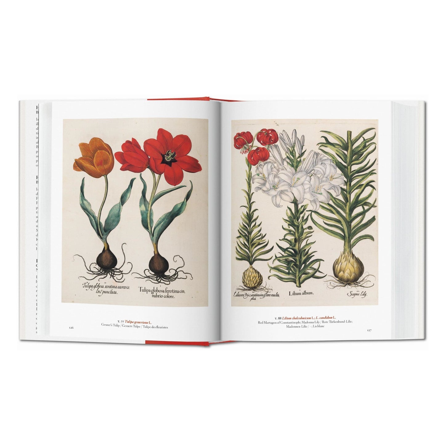 A Garden Eden. Masterpieces of Botanical Illustration. 45th Ed. (Spanish, English, Italian)