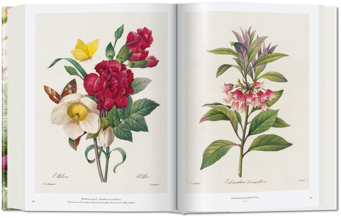 Redouté. The Book of Flowers (German, French, English)