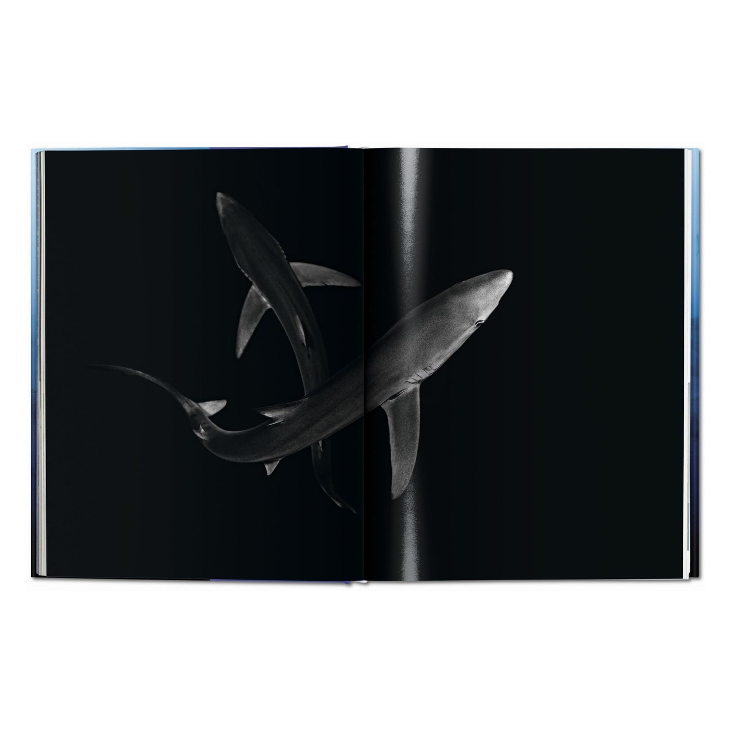 Michael Muller. Sharks (English)