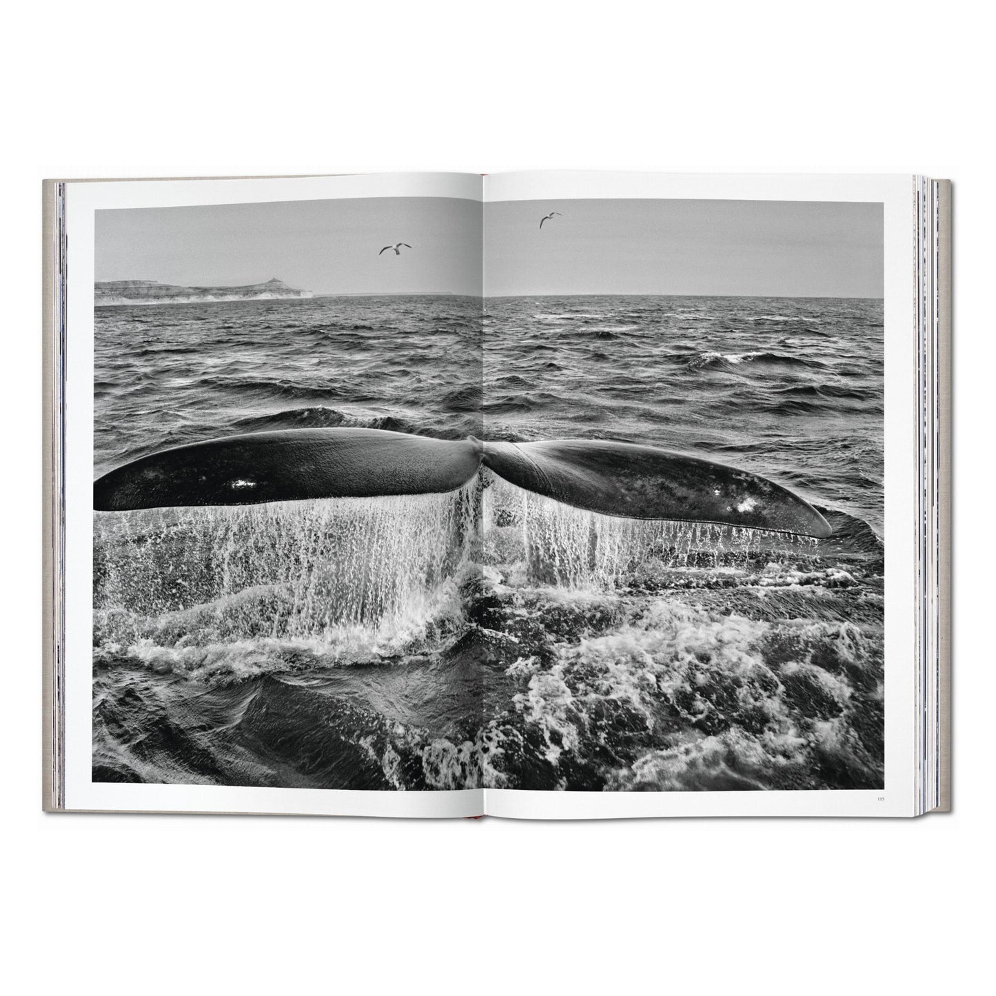 Sebastião Salgado. Genesis (English)