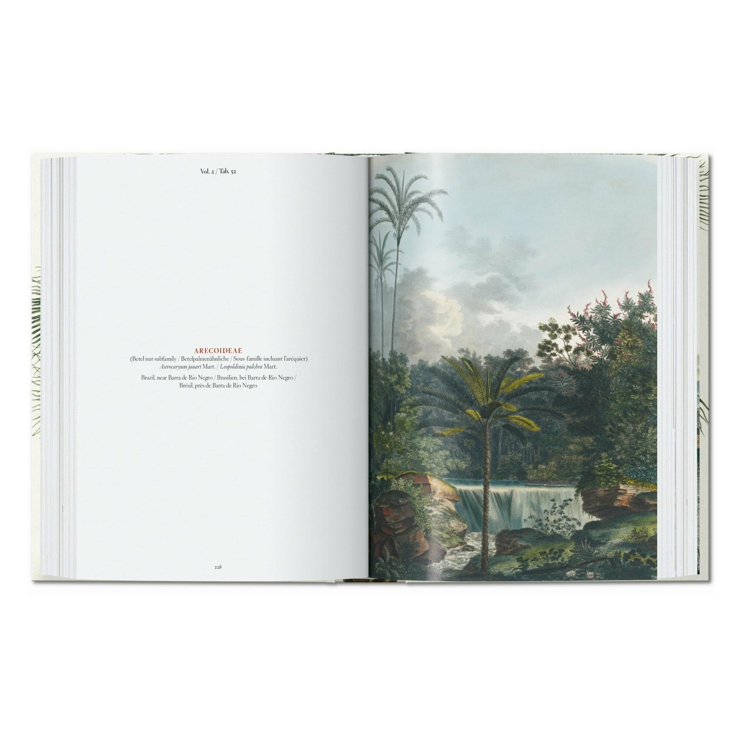 Martius. The Book of Palms. 45th Ed. (German, French, English)