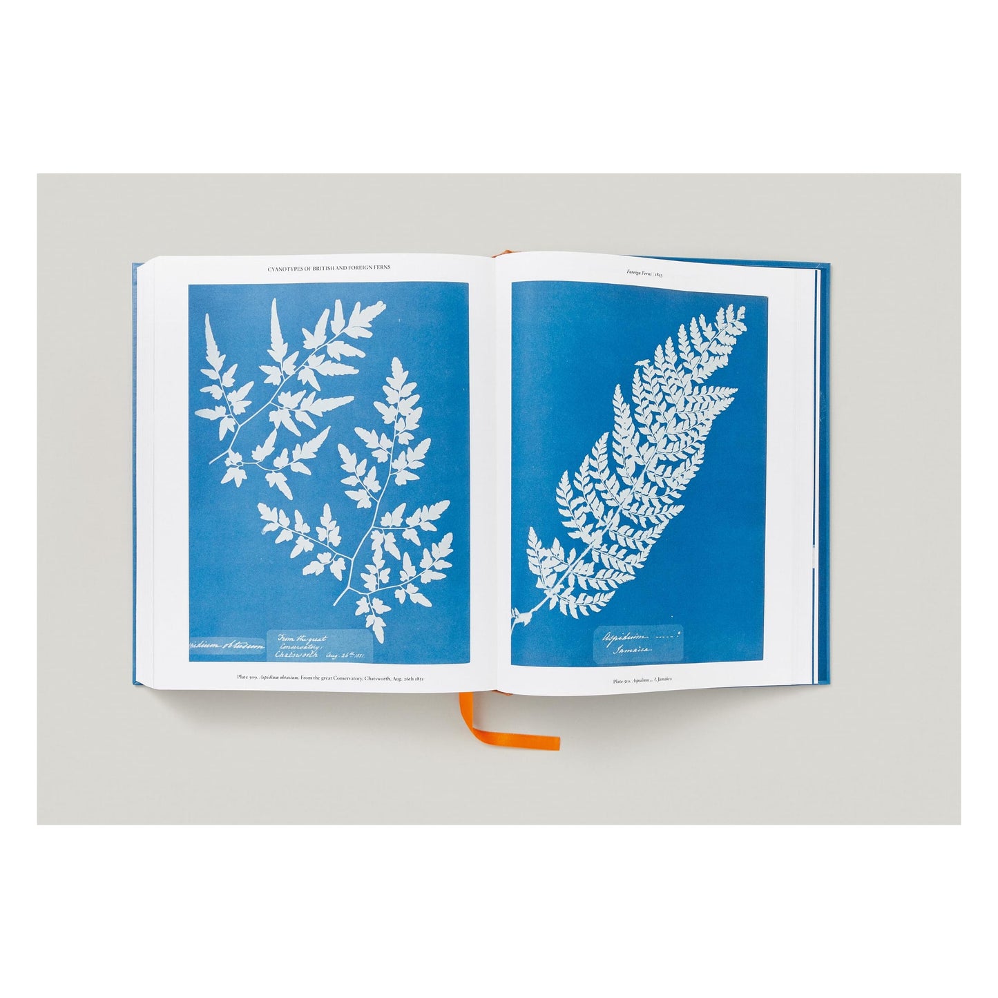 Anna Atkins. Cyanotypes (German, French, English)