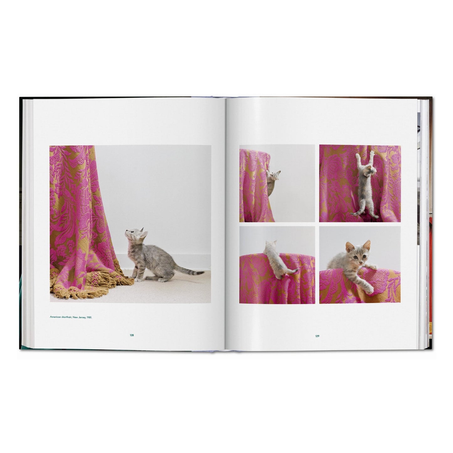 Walter Chandoha. Cats. Photographs 1942–2018 (German, French, English)