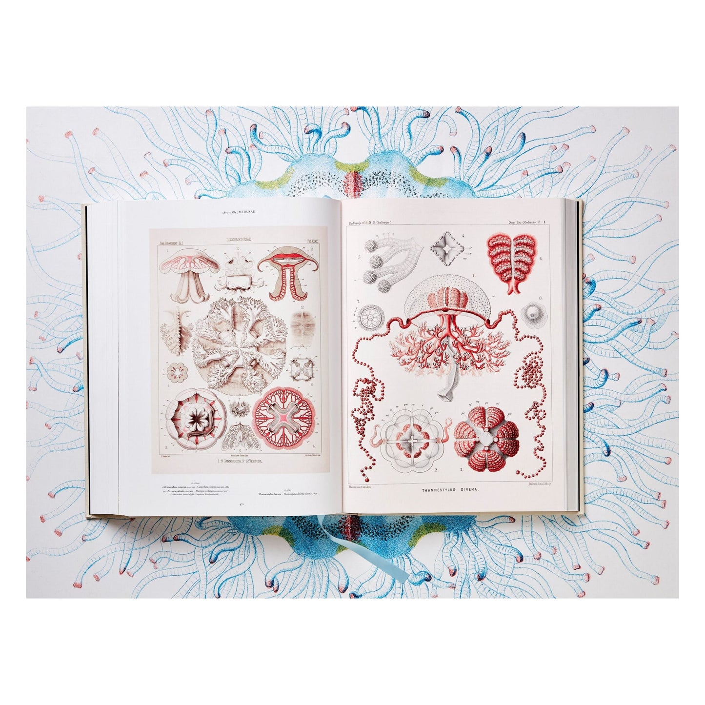 The Art and Science of Ernst Haeckel (German, French, English)